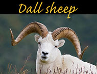 dall sheep photos