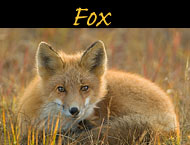 fox photos
