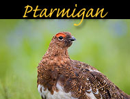 ptarmigan photos