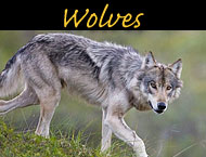alaska wolf photos