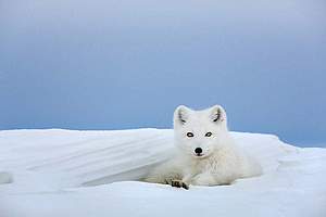 Arctic Alaska