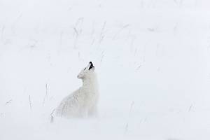 Arctic Alaska