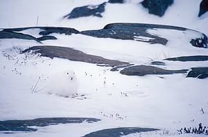 Arctic wildlife