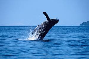 Humpback whale, Alaska