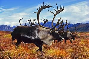 Caribou