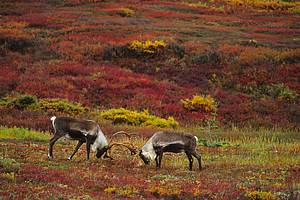 caribou photos