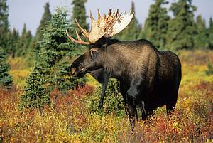 Bull Moose