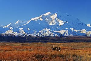 Moose photos