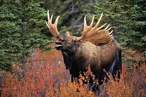 Bull moose
