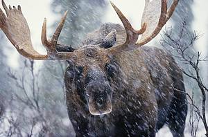 Moose photos