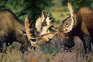Bull Moose