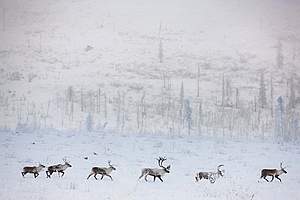 Arctic Alaska