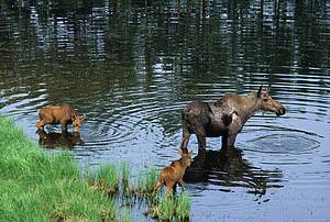 Cow Moose