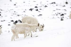 Arctic Alaska