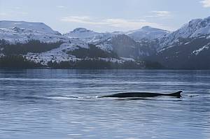 Fin Whale, Alaska