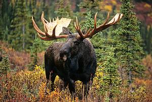 Bull Moose