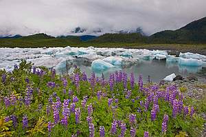 wildflower photos