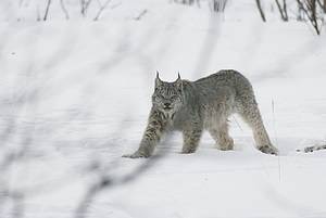 Arctic wildlife