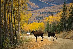 Moose photos