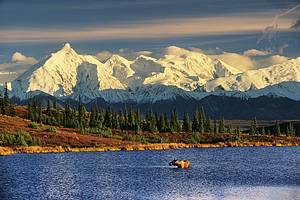 Bull Moose