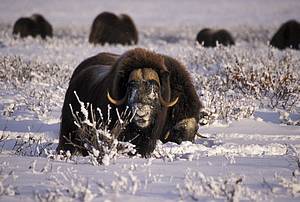 musk ox photos