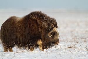 Arctic Alaska