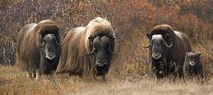 musk ox photos