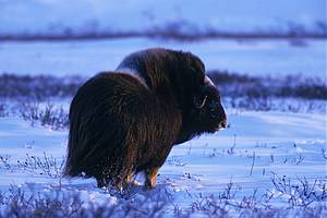musk ox photos