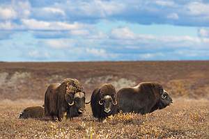 musk ox photos