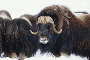 Arctic wildlife
