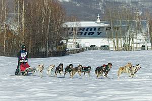 dog sled photos