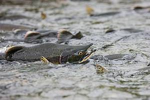 Red Salmon