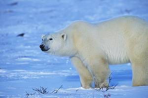 polar bear photo