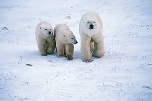 polar bear photo
