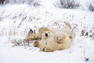 polar bear photo