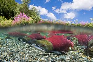 Red Sockeye salmon