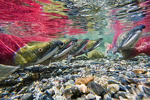 Red Salmon