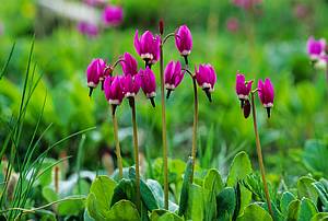 wildflower photos