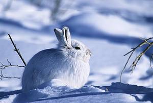 Arctic wildlife