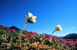 Wildflowers on the tundra