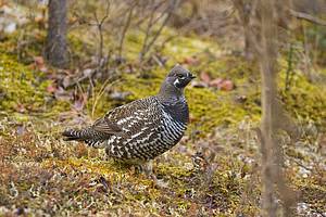 Spruce Grouse