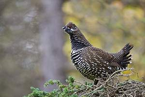Spruce Grouse