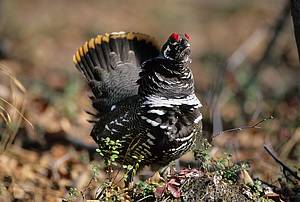 Spruce Grouse