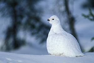 Alaska Willow Ptarmigan