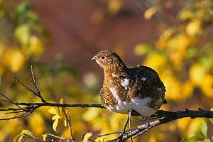 Alaska Willow Ptarmigan