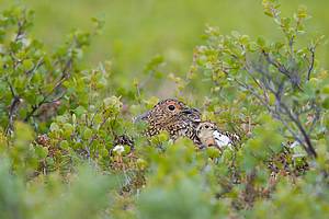 Alaska Willow Ptarmigan