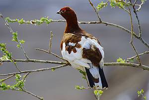 Alaska Willow Ptarmigan
