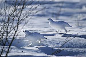 Arctic wildlife