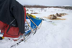 dog sled photos