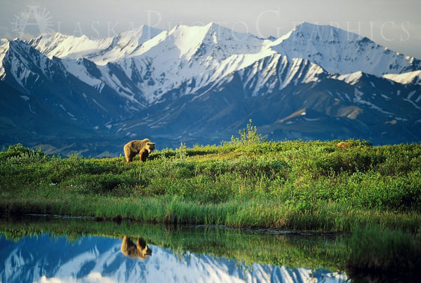 grizzly bear reflection